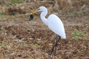 メジロを捕食するサギ＝１３日、知名町瀬利覚（提供写真）