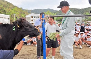 黒牛への餌やり体験もあった食育出前授業＝１日、古仁屋小学校