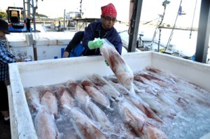 漁が解禁され、水揚げされた港で冷凍コンテナに積み込まれるソデイカ＝８日、与論町