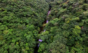 政府が世界自然遺産登録への再推薦を決定した奄美・沖縄の森＝２０１７年９月、奄美大島