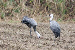 奄美大島に飛来したナベヅル＝３日、宇検村湯湾（提供写真）