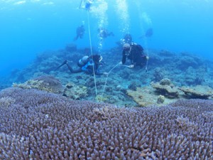 大島海峡内で行われたリーフチェック＝２１日、瀬戸内町加計呂麻島の安脚場沖（興克樹さん撮影）