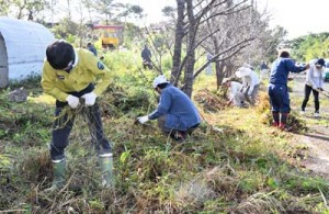 アメリカハマグルマの駆除作業を行う参加者ら＝１７日、徳之島町大原