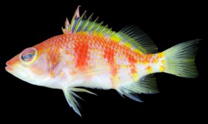 トカラ列島近海で見つかった新種の魚類「アヤメイズハナダイ」（鹿児島大学総合研究博物館提供）