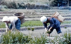  集落に広がっていた水田。手作業で田植えする女性たち＝１９７０（昭和４５）年ごろ、大和村津名久（映像より）