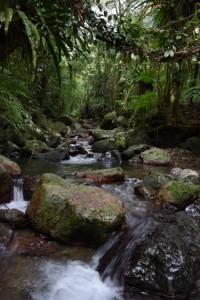  多様な生命を育む照葉樹の森＝奄美大島