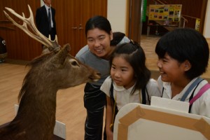 ニホンジカの剥製を観察する児童ら＝６日、瀬戸内町古仁屋の町きゅら島交流館