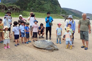  追跡調査のため発信機を付けたウミガメの放流（奄美海洋生物研究会提供）