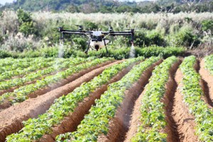 農薬を散布する産業用ドローン＝２０１８年１２月１５日、徳之島町亀津