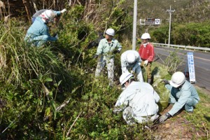 アメリカハマグルマの駆除作業に汗を流す参加者＝１９日、龍郷町赤尾木