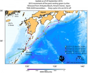 アオウミガメの回遊ルート（奄美海洋生物研究会提供）