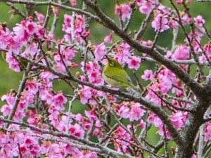 ぽかぽか陽気でヒカンザクラ開花190110榊原