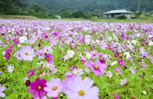 満開のコスモス