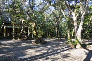 奄美自然観察の森、再整備進む　龍郷町