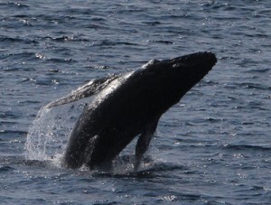 知名小学校からもはっきり見えたザトウクジラのジャンプ＝１月３０日、知名町の小米港沖（前利潔さん提供）  