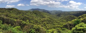 世界的に貴重な照葉樹の森が広がる奄美大島