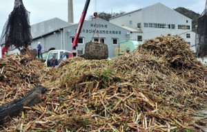 富国製糖への搬入が始まった２０１８年産の原料サトウキビ＝９日、奄美市笠利町