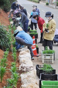 県道沿いの石垣花壇にテッポウユリを植え付けるボランティア＝２０日、和泊町国頭