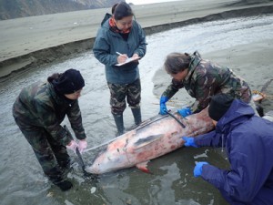 漂着したオガワコマッコウの死骸を調べる関係者ら＝１２月２９日（興克樹さん提供）