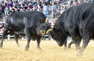 一進一退の攻防が繰り広げられた全島一優勝旗争奪戦（左が防衛した力道山）＝３日、伊仙町なくさみ館