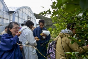 ミカンの味を確かめる参加者と、川島さんが育てている「クサラ」、「コーブシ」（写真下）＝２６日、瀬戸内町勢里集落