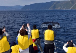 ザトウクジラの観察を楽しむツアー客ら＝２４日、奄美市名瀬の小湊沖