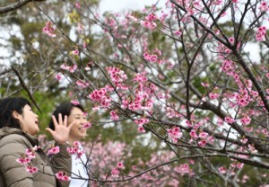 開花したヒカンザクラ＝２４日、龍郷町の長雲峠