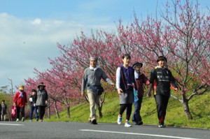 満開のヒカンザクラを楽しみながら思い思いのペースで歩く参加者＝３日、奄美市名瀬