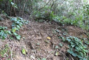 １００株以上が盗掘された現場＝６日、徳之島内の山中