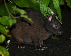 国の特別天然記念物アマミノクロウサギ