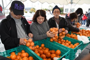 人気を呼んだタンカンの袋詰め放題コーナー＝１６日、鹿児島市