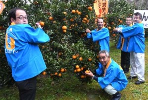 色づいたタンカンにはさみを入れる関係者ら＝１日、徳之島町母間