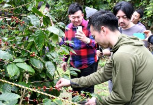 コーヒー豆収穫を体験する視察団の一行ら＝１９日、伊仙町伊仙