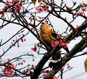 民家のサクラの木の上で冠羽を開く旅鳥のヤツガシラ＝５日、知名町徳時（濱本智明さん撮影）