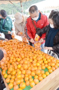 来場者に人気だったタンカン詰め放題＝１７日、奄美市住用町