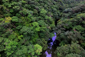 多様な生き物が息づく亜熱帯広葉樹林＝奄美大島