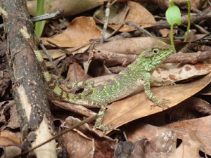 捕食が確認されたキノボリトカゲ（興克樹さん提供）