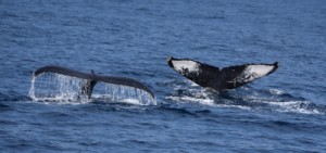 大海原を悠然と泳ぐザトウクジラ