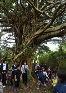 約６０人が参加した「ガジュマルめぐり」の散策＝２４日、伊仙町阿権