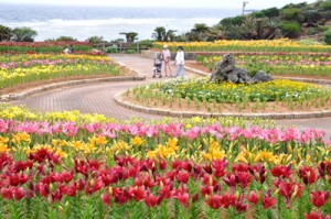 開花期を迎え、笠石海浜公園を彩る約２万輪のスカシユリ＝１４日、和泊町