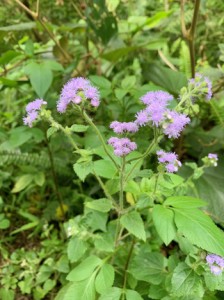 外来植物ムラサキカッコウアザミ＝２２日、奄美市住用町の奄美中央林道（提供写真）