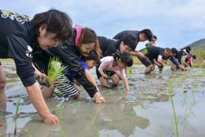 泥に漬かりながら田植えに取り組む参加者＝１４日、龍郷町秋名