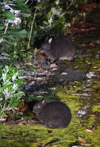 輪禍や食害防止の取り組みが求められているアマミノクロウサギ