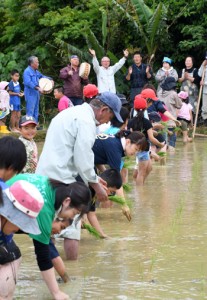 田植え唄に合わせて苗を植える参加者＝１３日、徳之島町井之川