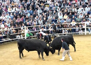 闘牛大会などで盛り上がった「徳之島きびまつり」＝２１日、伊仙町目手久