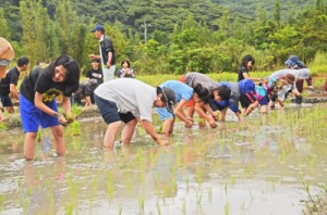 小雨が降る中、一列になって苗を植える老若男女＝２８日、奄美市住用町市