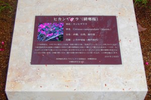 神戸市に設置された震災復興祈念緋寒桜の碑＝２月２３日、神戸市（提供写真）