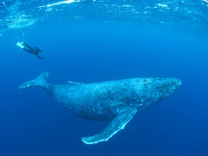 冬季に来遊するザトウクジラとホエールスイムを楽しむ参加者＝２０１９年１月、奄美大島沖（興克樹さん提供）