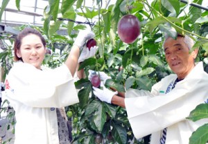 紅色に熟したパッションフルーツを収穫する園主の義永さん（左）ら＝２４日、瀬戸内町阿木名  