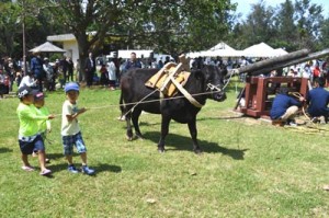 昔ながらのサタグンマの実演があった黒砂糖祭＝５日、徳之島町畦